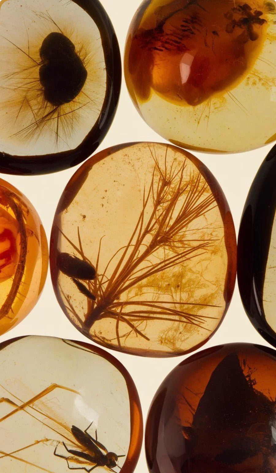 Baltic amber