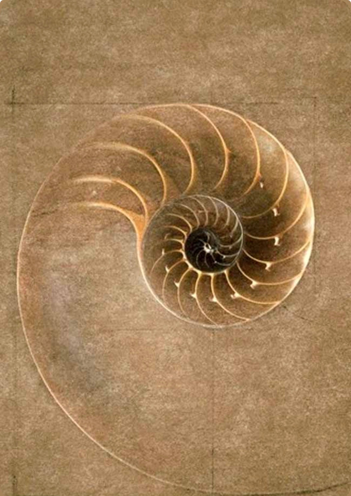 Method hero — botanical spiral